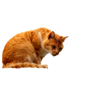 A Curious Ginger Tabby Cat Peering Over A Ledge In Krk, Croatia. Captivating Feline Moment. 14697 - Cat PNG image with transparent background